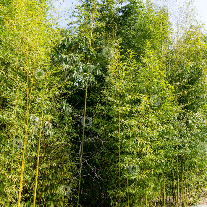 Скачать Зеленые листья бамбука Phyllostachys aureosulcata 'Aureocaulis'. Вечнозеленое грациозное растение в весеннем дендрарии Парка южных культур в Сириусе (Адлер) Сочи. фотосток Ozero