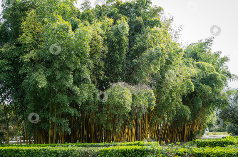 Скачать Красивый большой золотистый бамбук Phyllostachys aureosulcata 'Aureocaulis'. Вечнозеленое грациозное растение в весеннем дендрарии Парка южных культур в Сириусе (Адлер) Сочи. фотосток Ozero