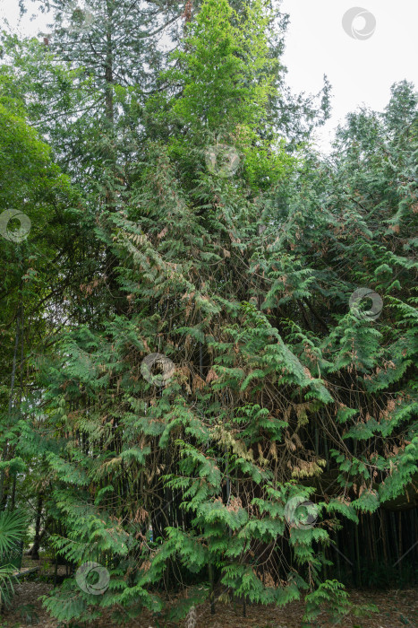 Скачать Западный красный кедр (Thuja plicata Donn ex D.Don) или тихоокеанский красный кедр, гигантская или западная туя в дендрарии Парка южных культур в Сириусе (Адлер) Сочи фотосток Ozero