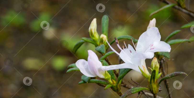 Скачать Белые цветы азалии (белый рододендрон) на кусте с вечнозелеными листьями в весеннем дендрарии парка южных культур в Сириусе (Адлер). Обои природа, скопируйте пространство. фотосток Ozero