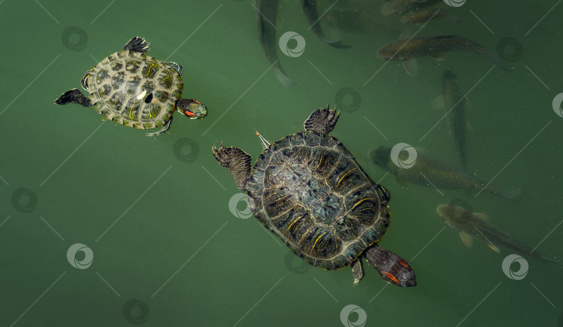 Скачать Две красноухие черепахи (Trachemys scripta elegans) плавают в изумрудной воде с рыбками. Красивый пруд под названием Большое озеро в дендрарии Парка южных культур в Сириусе (Адлер) Сочи. фотосток Ozero