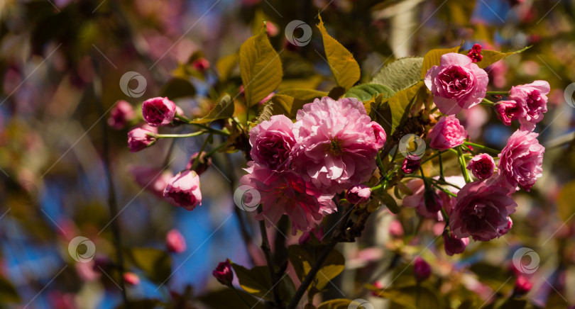 Скачать Веточка чернослива Канзан (Prunus serrulata) с розовыми цветами в весеннем саду. Цветы японской вишни в качестве фона для обоев. Выборочный фокус фотосток Ozero