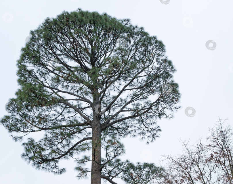 Скачать Высокая и красивая косая сосна (Pinus Elliottii) в дендрарии Парка южных культур в Сириусе (Адлер) Сочи. фотосток Ozero