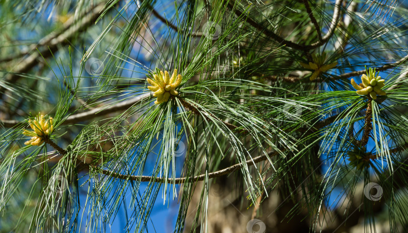 Скачать Крупный план шишки для опыления почек на ветвях гималайской сосны (Pinus wallichiana), известной как бутанская или голубая сосна. Солнечный день в весеннем дендрарии Парка южных культур в Сириусе (Адлер), Сочи фотосток Ozero