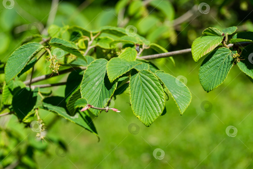 Скачать Corylopsis spicata (зимний орешник) в весеннем дендрарии Парка южных культур в Сириусе (Адлер) Сочи. Зеленые листья на ветке колосовидного зимнего орешника. Селективный фокус. фотосток Ozero