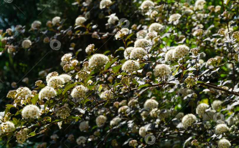 Скачать Множество белых цветов кустарника Ninebark или Physocarpus Opulifolius Diabolo с фиолетовыми листьями на темном размытом фоне. Выборочный фокус. Цветочный пейзаж, свежие обои, концепция фона природы фотосток Ozero