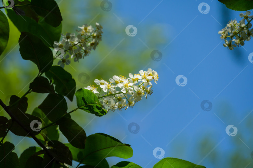Скачать Макро-цветок Prunus padus "Сибирская красавица" на фоне боке. Белый цветок цветущей черемухи или первомайского дерева. Выборочный фокус. Есть место для текста. Концепция природы для дизайна фотосток Ozero