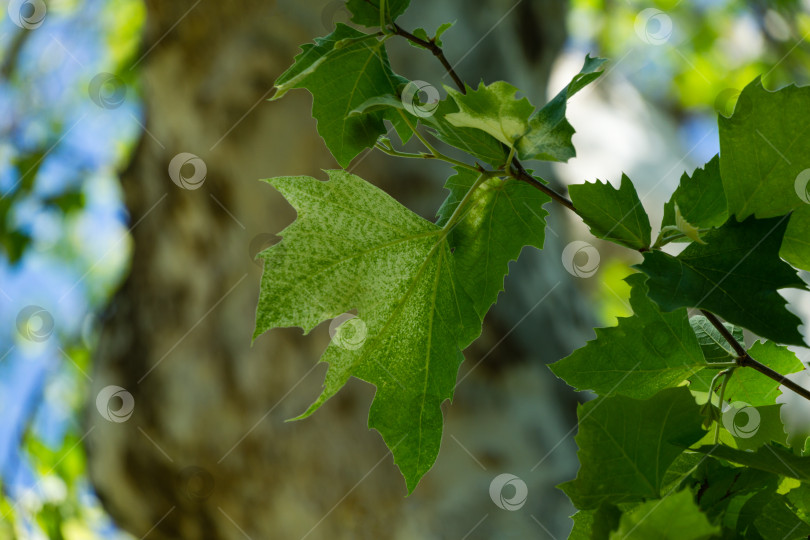 Скачать Крупный план мраморнолистного американского платана (Platanus occidentalis Variegata, платановое дерево). Крупный план камуфляжного фона в дендрарии Парка южных культур в Сириусе (Адлер) Сочи. фотосток Ozero