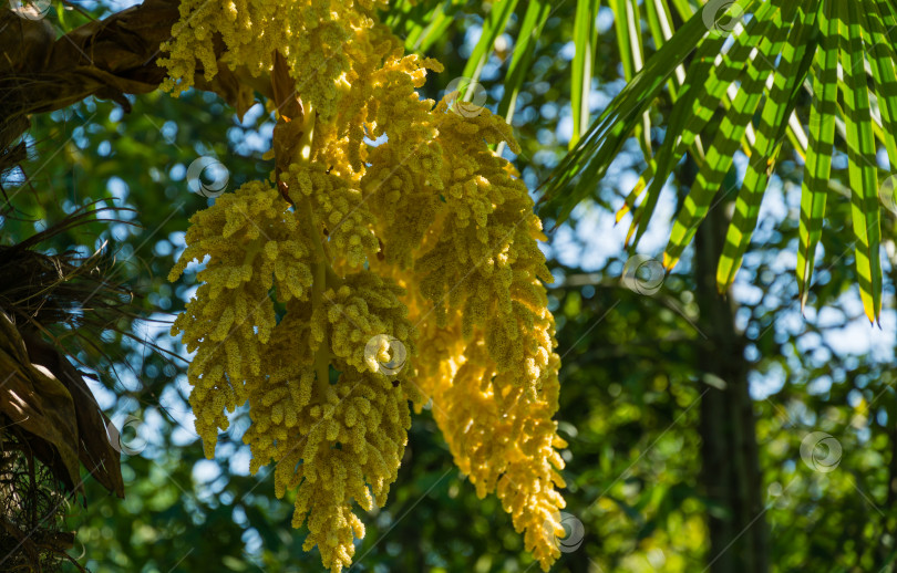 Скачать Красивая цветущая китайская пальма ветряная мельница (Trachycarpus fortunei) или пальма Чусан. Крупный план желтых цветов в весеннем дендрарии Парка южных культур в Сириусе (Адлер) Сочи. Концепция природы фотосток Ozero