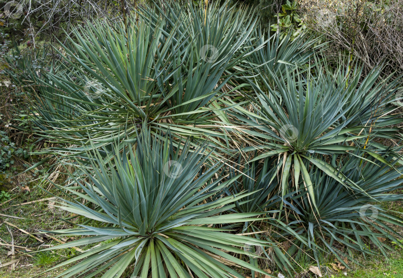 Скачать Юкка глориоза Тристис Карриере (Yucca recurvifolia), юкка криволистная или испанская кинжаловидная. Декоративное растение в весеннем дендрарии Парка южных культур в Сириусе (Адлер) Сочи фотосток Ozero