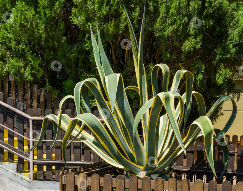 Скачать Красивые полосатые листья американской агавы (Agave americana) — вида рода Агава, подсемейства агавовые, семейства спаржевых в ландшафте на улице Адлер-Сочи. фотосток Ozero