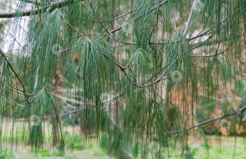 Скачать Крупный план длинных игл китайской белой сосны (Pinus Armandii Franch) в дендрарии Парка южных культур в Сириусе (Адлер) Сочи. Обои с природой, скопируйте пространство. фотосток Ozero