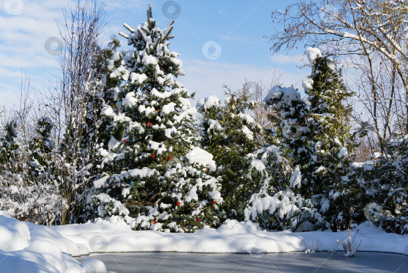 Скачать Зимняя сказка в саду у пруда. Рождественские шары на ветке хвойного дерева голубая ель. Настоящая снежная зима в саду. Концепция природы для волшебной тематики к Новому году и Рождеству. фотосток Ozero
