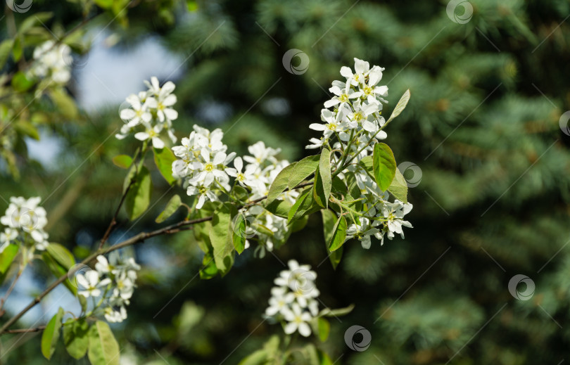Скачать Крупным планом белые соцветия Амеланшиера канадского, черноплодной рябины, тенистого или можжевелового дерева на зеленом размытом фоне. Выборочный фокус. Природная концепция для естественного дизайна фотосток Ozero