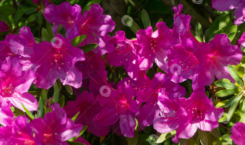 Скачать Ярко-розовый рододендрон Азалия крупным планом. Роскошные красочные соцветия рододендрона в весеннем дендрарии Парка южных культур в Сириусе (Адлер). Обои природа, скопировать пространство фотосток Ozero