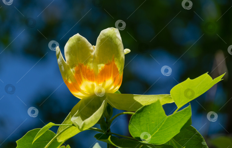 Скачать Крупный план цветка тюльпанного дерева (Liriodendron tulipifera), Тюльпанное дерево в дендрарии Парка южных культур в Сириусе (Адлер) Сочи. Американский или тюльпановый тополь на синем фоне. Выборочный фокус. фотосток Ozero