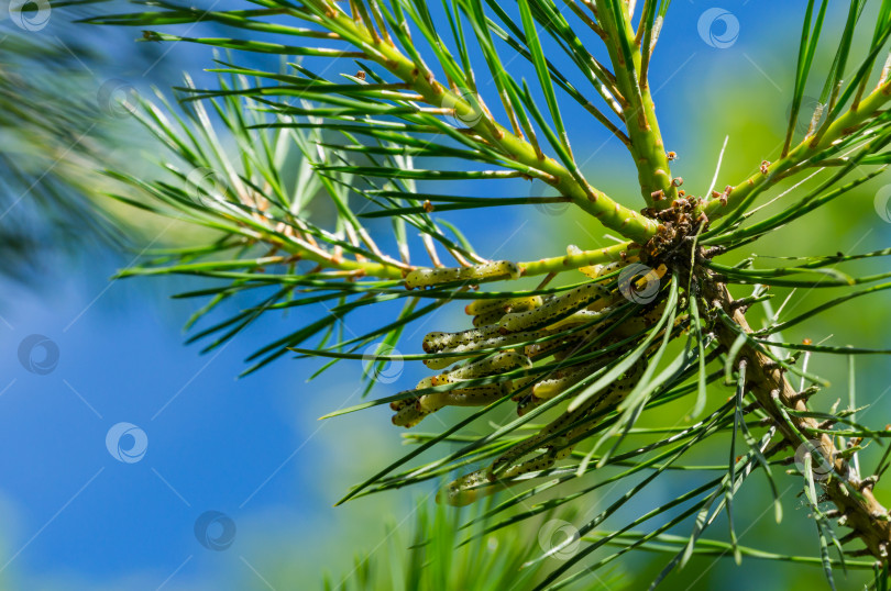 Скачать Масса личинок обыкновенного соснового пилильщика (Diprion pini) на молодой сосне Pinus sylvestris. фотосток Ozero