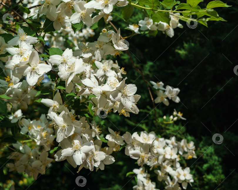 Скачать Мягкий крупный план цветов жасмина Philadelphus lewisii на кусте на черном фоне в саду. Выборочный фокус. Удивительно естественная композиция. Естественный цветочный пейзаж, свежие обои фотосток Ozero