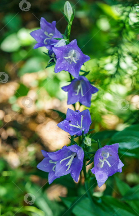 Скачать Крупный план фиолетово-голубых цветов Campanula persicifolia (колокольчик с персиковыми листьями) на размытой зелени летнего сада. фотосток Ozero