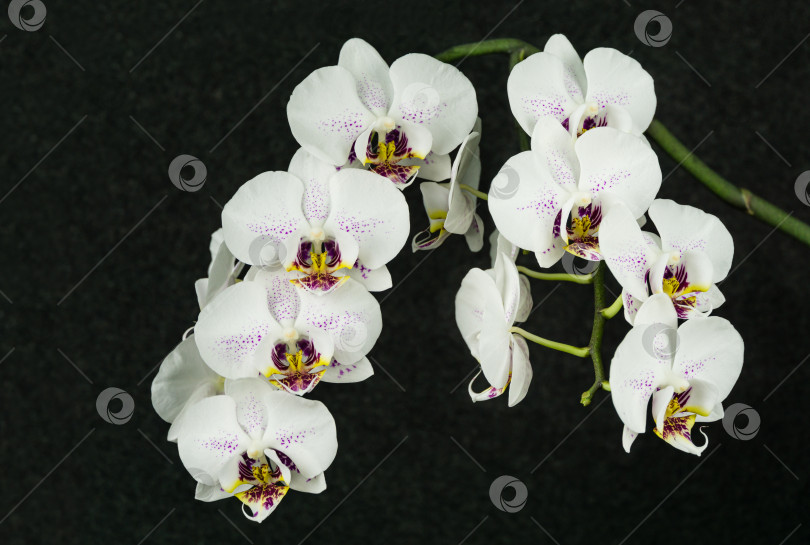 Скачать Красивая ветка белой орхидеи с фиолетовыми каплями цветка Фаленопсис "Сияние" (орхидея мотылька или Фал) на черном фоне. Выборочный акцент на переднем плане. Волшебная идея для любого дизайна. фотосток Ozero