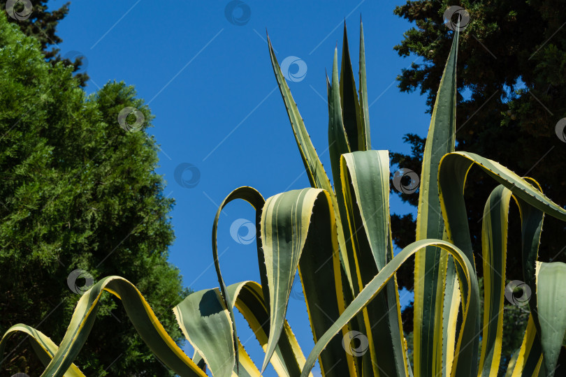 Скачать Красивые полосатые листья американской агавы (Agave americana) — вида рода Агава, подсемейства агавовые, семейства спаржевых в ландшафте на улице Адлер-Сочи. фотосток Ozero