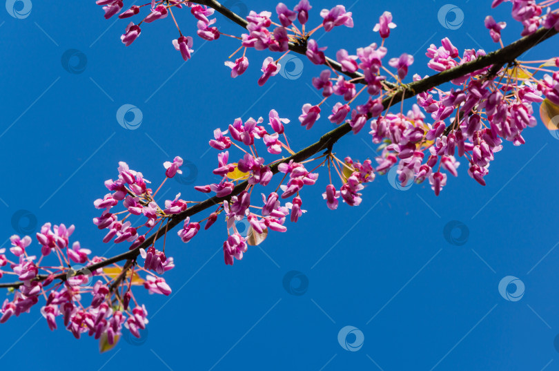 Скачать Редбад восточный, или Eastern Redbud Cercis canadensis пурпурный весенний цветок. Крупный план розовых цветов Иудиного дерева на фоне голубого неба. Выборочный фокус. Концепция природы для дизайна. Место для вашего текста фотосток Ozero