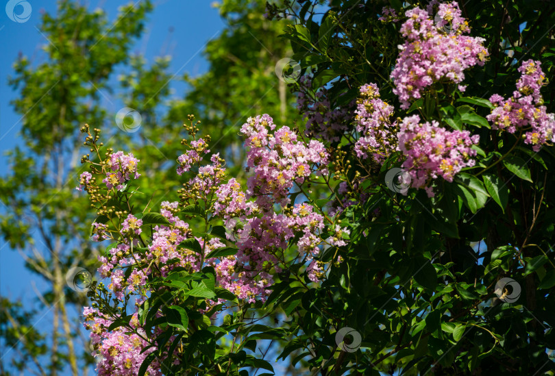 Скачать Крупный план крепового миртового дерева (Лагерстремия индика) со светло-розовыми цветами на фоне голубого неба. Лагерстремия цветет в городском парке Краснодара. Общественный пейзаж парка Галицкого солнечным летом 2021 года фотосток Ozero