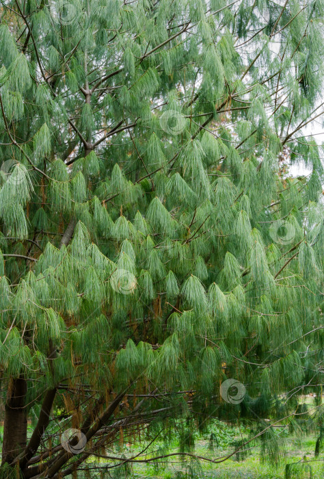 Скачать Красивая китайская белая сосна (Pinus Armandii Franch) в дендрарии Парка южных культур в Сириусе (Адлер) Сочи. Обои с природой, скопируйте пространство. фотосток Ozero