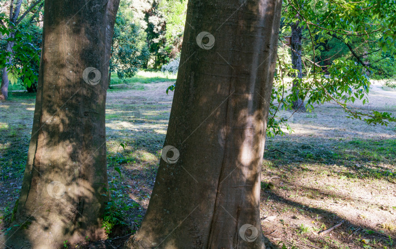 Скачать Деталь коры Celtis Yunnanensis на солнечном свету. Серая прочная кора ежевики в весеннем парке южных культур в Сириусе (Адлер) Сочи.  Концепция природы. Место для текста фотосток Ozero