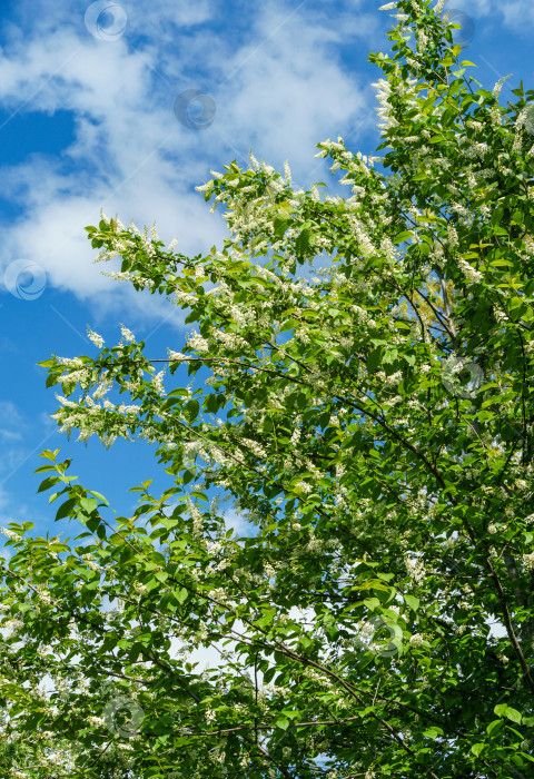 Скачать Prunus padus "Сибирская красавица" цветет на фоне голубого неба. Белые цветы цветущей черемухи или первомайского дерева. Выборочный фокус. Есть место для текста. Концепция природы для дизайна фотосток Ozero