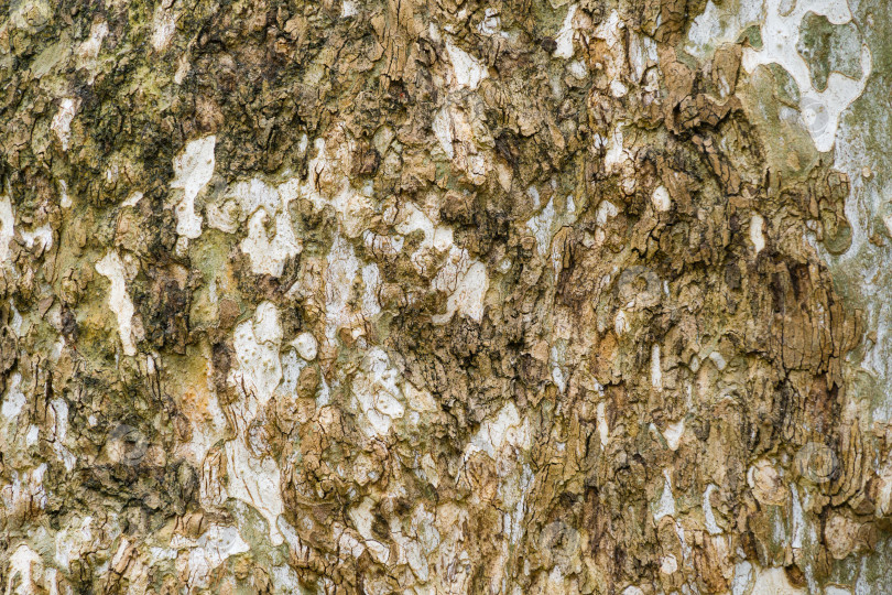 Скачать Приятная текстура коры американского платана (Platanus occidentalis variegata, платановое дерево) в дендрарии Парка южных культур в Сириусе (Адлер) Сочи. Натуральная пятнистая кора платанового дерева фотосток Ozero