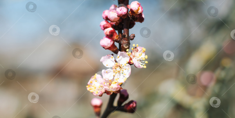 Скачать Цветущие деревья с белыми бутонами весной фотосток Ozero
