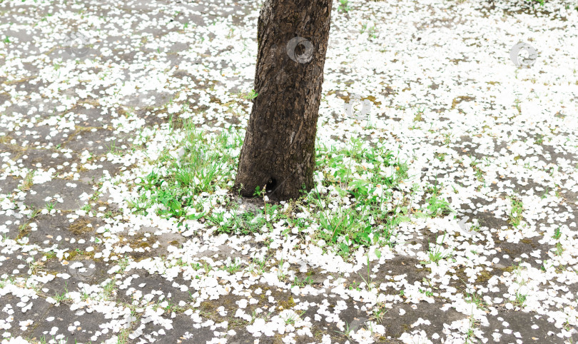Скачать Лепестки из распустившихся бутонов лежат рядом с деревом фотосток Ozero