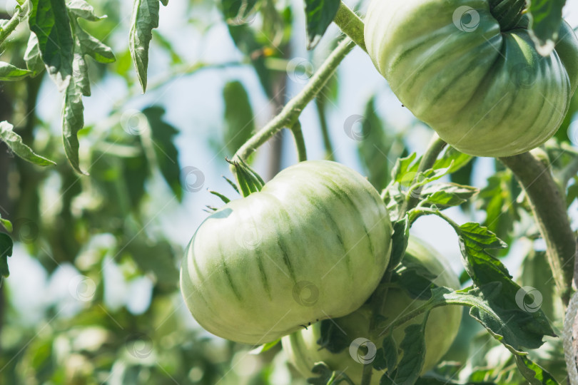 Скачать Молодые зеленые помидоры на кусте фотосток Ozero