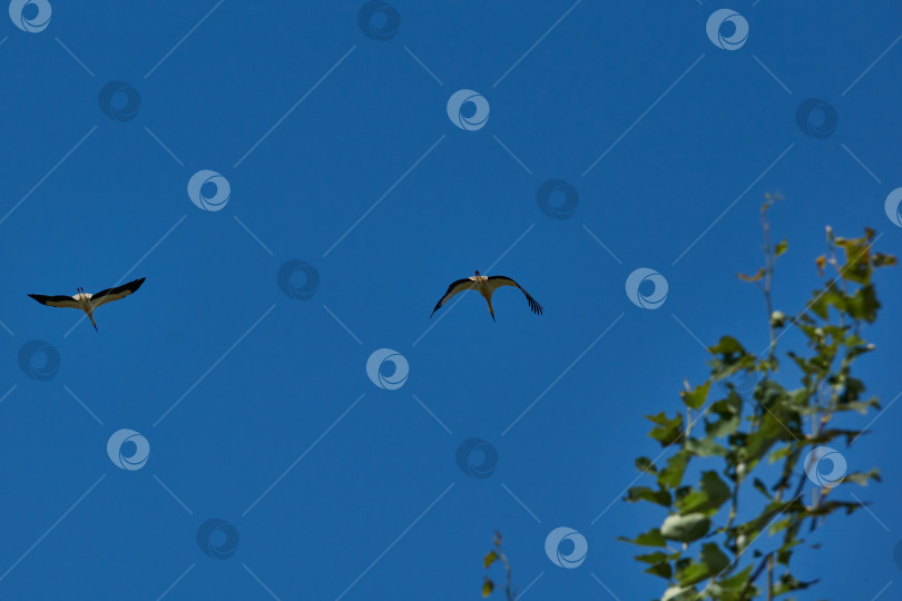 Скачать Белый аист (лат. Цикония ciconia) перелетает с поля на поле в поисках пищи фотосток Ozero