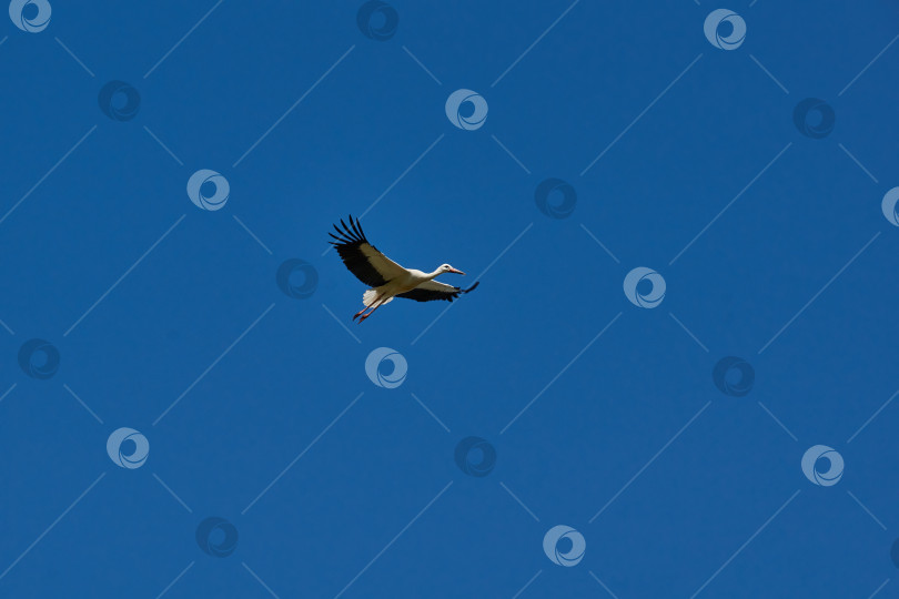 Скачать Белый аист (лат. Цикония ciconia) перелетает с поля на поле в поисках пищи фотосток Ozero