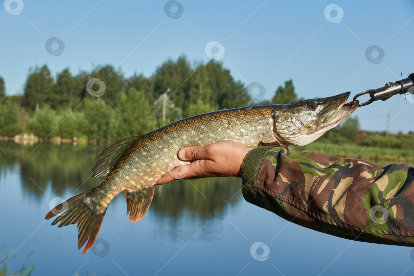 Скачать Щука. Рыбалка на озере. Отражение в воде. База отдыха. Август 2021 фотосток Ozero