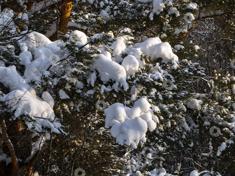 Скачать Красивые пушистые сосновые ветви покрыты большим слоем снега. Естественный фон зимнего солнечного леса. фотосток Ozero