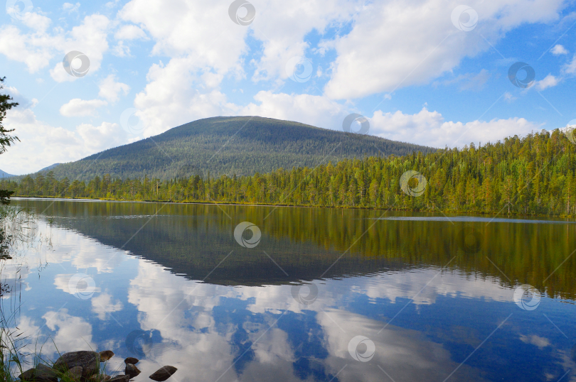 Скачать Лесное озеро летом. фотосток Ozero