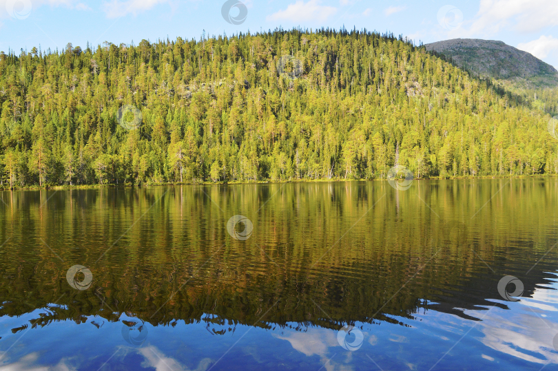 Скачать Лесное озеро в солнечный день. фотосток Ozero