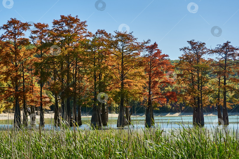 Скачать Красно-желтые листья на ветвях болотных кипарисов. фотосток Ozero