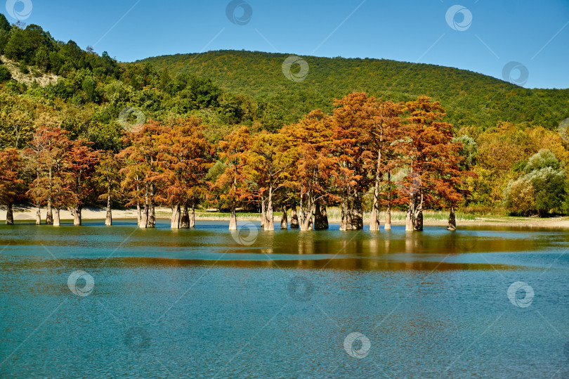 Скачать Осенние красные одежды болотных кипарисов на горном озере. фотосток Ozero