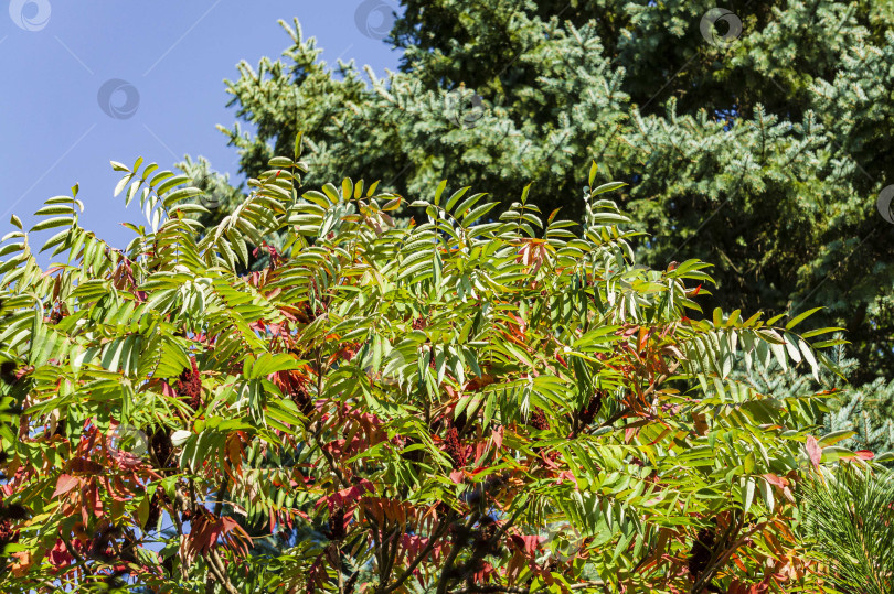 Скачать Красные и зеленые листья сумаха Rhus typhina (Staghorn sumac, Anacardiaceae) на размытом фоне ветвей голубой рождественской елки. Вечнозеленый ландшафтный парк. Крупным планом разноцветные листья сумаха. фотосток Ozero