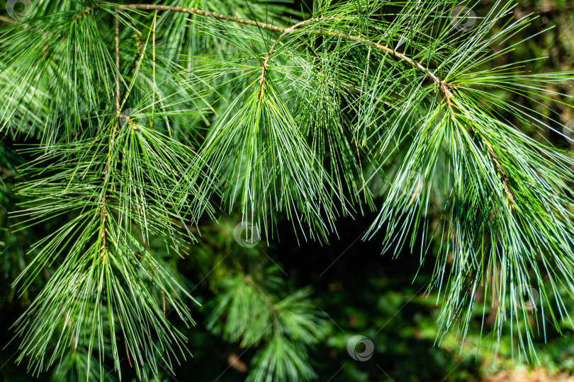 Скачать Красивые свисающие ветви сосны Pinus parviflora Glauca на размытом темном фоне. Серебристые иглы Дайна как оригинальная текстура натуральной зелени. Счастливого Рождества и нового года. фотосток Ozero