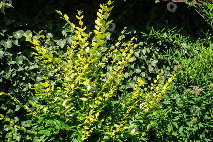 Скачать Красивый куст бирючины обыкновенной (privet Ligustrum Vicaryi) с желтыми листьями на фоне зеленых листьев плюща обыкновенного или английского. Вечнозеленый ландшафтный сад. Избирательный подход. Природная концепция дизайна. фотосток Ozero