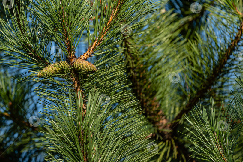 Скачать Молодые шишки на вертикальной ветке роскошной Pinus Nigra, австрийской сосны или черной сосны на размытом фоне вечнозеленых ветвей. Выборочный фокус. Концепция природы для дизайна. Есть место для текста. фотосток Ozero