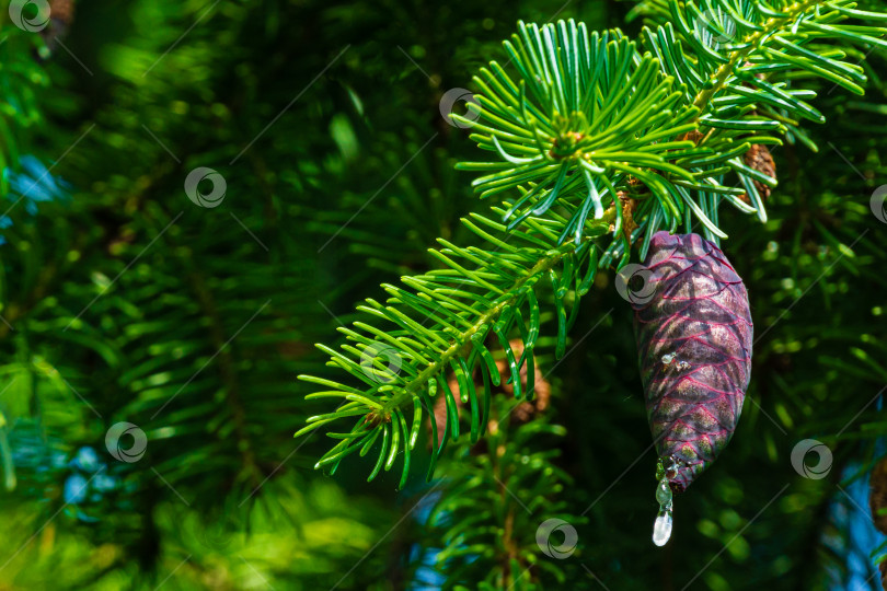 Скачать Ветка сербской ели (Picea omorika) с молодой пурпурно-красной шишкой на размытом темно-зеленом фоне вечнозеленого сада. Выборочный фокус. Солнечный день в летнем саду. Концепция природы для дизайна. фотосток Ozero