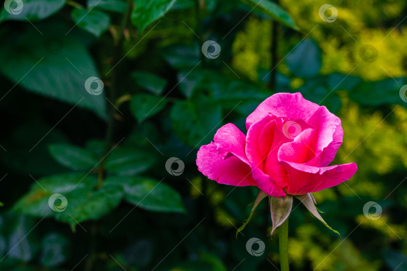 Скачать Красивая розовая роза королевы Елизаветы в естественном солнечном свете на размытом темно-зеленом фоне. Крупный план. Концепция природы для дизайна. Есть место для текса фотосток Ozero
