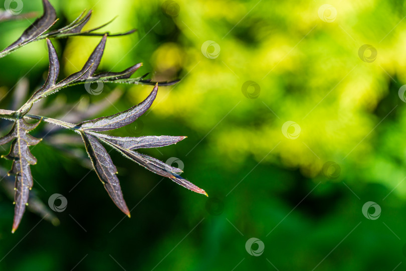 Скачать Фиолетовые листья на ветке черной бузины (Sambucus nigra) porphyrophylla 'Eva' на размытом желто-зеленом фоне красивого ландшафтного сада. Избирательный фокус. Спокойствие и релаксация. фотосток Ozero