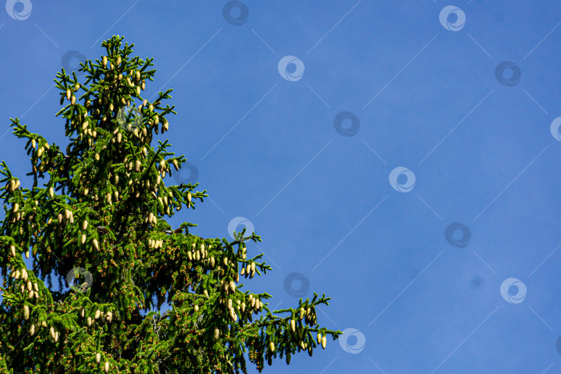 Скачать Красивые молодые шишки желтого цвета и прошлогодние коричневые на ветках верхушки обычной рождественской елки на фоне голубого безоблачного неба. фотосток Ozero
